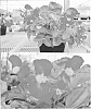 Begonia%20semperflorens%20%27Sunbegosu%27