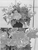 Begonia%20x%20hiemalis%20%27Renaissance%20Eden%27