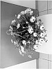 Osteospermum%20ecklonis%20%27Sunbre0904%27
