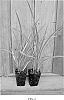 Phormium%20cookianum%20x%20Phormium%20tenax%20%27Moonraker%27