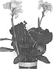 Canna%20generalis%20%27Can%20Do%20Apricot%20Dark%20Leaf%27