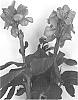 Canna%20generalis%20%27Can%20Do%20Pink%27