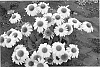 Echinacea%20spp.%20%27Heavenly%20Dream%27