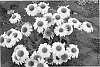 Echinacea%20spp.%20%27Heavenly%20Dream%27