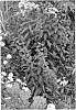Lobelia%20cardinalis%20%27Fried%20Green%20Tomatoes%27