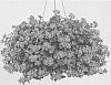 Sutera%20cordata%20%27DANCOP36%27
