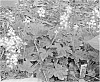 Tiarella%20cordifolia%20%27Susquehanna%27