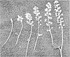 Tiarella%20cordifolia%20%27Wissahickon%27