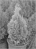 Thuja%20occidentalis%20%27Janed%20Gold%27