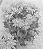 Chrysanthemum%20x%20morifolium%20%27Syndurango%20Dark%27