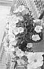 Petunia%20hybrida%20%27Pic%20Litpina%27