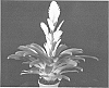 Vriesea%20sp.%20%27Electric%27