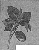Hybrid%20tea%20rose%20plant%20named%20%27MEIBDEROS%27