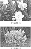 Gardenia%20jasminoides%20%27Leeone%27