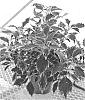 Solenostemon%20scutellarioides%20%27Mos%20Thimint%27