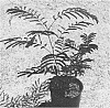 Albizia%20julibrissin%20%27Nurcar%2010%27