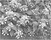 Hydrangea%20involucrata%20%27Wim%20Rutten%27