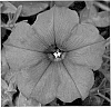 Petunia%20hybrid%20%27KLEPH09192%27