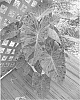 Colocasia%20esculenta%20%27Mojito%27