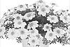 Bidens%20ferulifolia%20%27Duebigonza%27