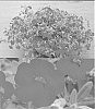 Calibrachoa%20sp.%20%27Sunbelkuche%27