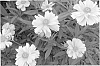 Coreopsis%20hybrid%20%27Galaxy%27