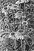 Echinacea%20purpurea%20%27Catharina%27