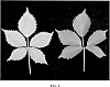 Rubus%20L.%20subgenus%20Rubus%20%27DrisBlackTwo%27