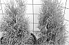 Thuja%20occidentalis%20%27Thusid%201%27