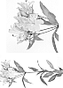 Alstroemeria%20hybrida%20%27Jave%27