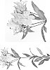 Alstroemeria%20hybrida%20%27Jave%27
