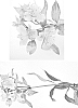 Alstroemeria%20hybrida%20%27Jasoa%27