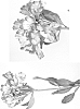 Alstroemeria%20hybrida%20%27Jamoa%27