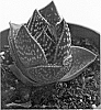 Aloe%20x%20Gasteria%20hybrid%20%27WT01%27