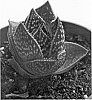 Aloe%20x%20Gasteria%20hybrid%20%27WT01%27