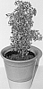 Polyscias%20balfouriana%20%27ARA8001%27