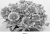 Gaillardia%20aristata%20%27Fancy%20Wheeler%27