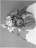 Helleborus%20x%20nigercors%20%27COSEH%20750%27
