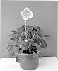 Helleborus%20orientalis%20hybrid%20%27HLR%20180%27
