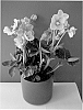 Helleborus%20x%20ballardiae%20%27COSEH%20720%27