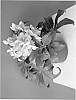 Helleborus%20x%20ericsmithii%20%27COSEH%20740%27