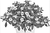 Sanvitalia%20procumbens%20%27Duesansugo%27