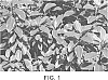 Pittosporum%20tenuifolium%20%27Conpitto%27
