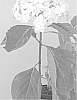 Hydrangea%20macrophylla%20%27PEACE%27