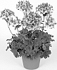 Pelargonium%20x%20hortorum%20%27Fiwobic%27