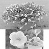 Calibrachoa%20sp.%20%27Suncalkulemo%27