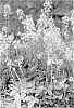 Tiarella%20cordifolia%20%27Lehigh%27