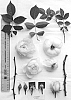 Rosa%20hybrida%20shrub%20%27AUSjosiah%27