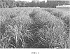 Miscanthus%20spp.%20%27MBS%207001%27