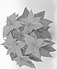 Euphorbia%20pulcherrima%20%27SYEP22432%27